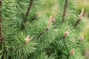 Pinus mugo 'Columbo' (Columnaris) - 30-40 CM C7.5 - image 5