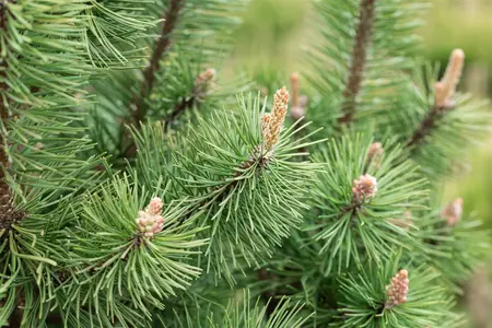 Pinus mugo 'Columbo' (Columnaris) - 20-25 CM C4,5 - image 5