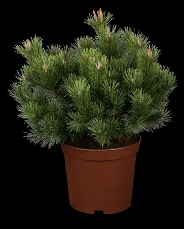Pinus mugo 'Gnom' - SOLITAIR 125-150 CM RB - image 1