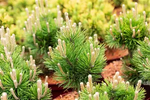 Pinus mugo 'Gnom' - SOLITAIR 80-100 CM C110 - image 4
