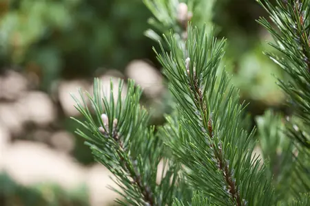 Pinus mugo 'Gnom' - 60-70 CM C10 - image 1