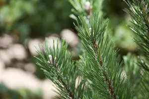 Pinus mugo 'Gnom' - 60-70 CM C10 - image 1