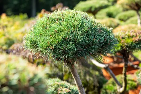 Pinus mugo 'Gnom' - 60-70 CM C10 - image 2