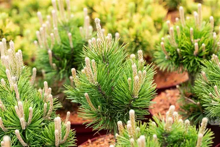 Pinus mugo 'Gnom' - 60-70 CM C10 - image 4
