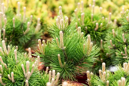 Pinus mugo 'Gnom' - BONSAI 100-125 CM C230 - image 4