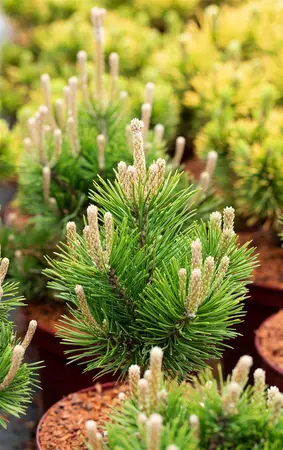 Pinus mugo 'Gnom' - 60-70 CM C10 - image 5