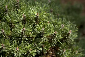 Pinus mugo 'Green Pearl' - 30-40 CM C7.5 - image 5