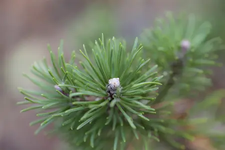 Pinus mugo 'Heideperle' - 20-25 CM C4,5 - image 3