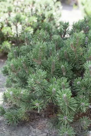Pinus mugo 'Humpy' - 15-20 CM C3 - image 4