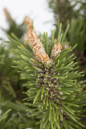 Pinus mugo 'Humpy' - 15-20 CM C3 - image 5