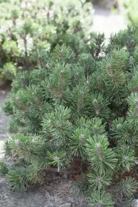 Pinus mugo 'Humpy' - 40 CM STEM C7.5 - image 4