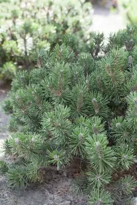 Pinus mugo 'Humpy' - 60-70 CM C45 - image 4
