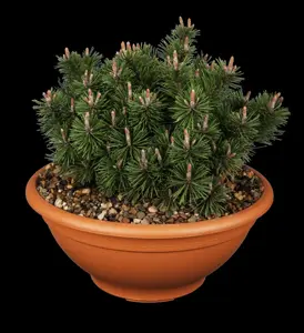 Pinus mugo 'Humpy'