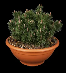 Pinus mugo 'Humpy' - 60-70 CM C45 - image 1