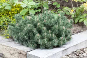 Pinus mugo 'Humpy' - 15-20 CM C3 - image 2