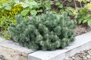 Pinus mugo 'Humpy' - 60-70 CM C45 - image 2