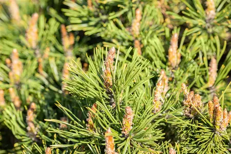 Pinus mugo 'Humpy' - 15-20 CM C2 - image 5