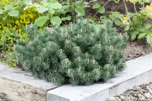 Pinus mugo 'Humpy' - 60-80 CM C35 - image 1
