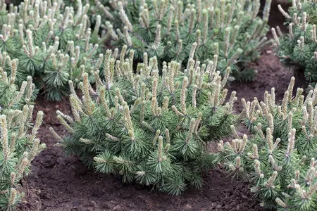 Pinus mugo 'Humpy' - 60-80 CM C35 - image 2
