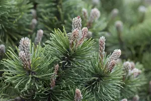 Pinus mugo 'March'