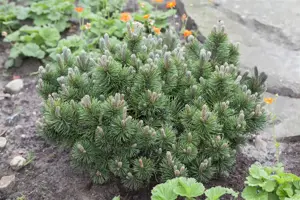 Pinus mugo 'March' - 25-30 CM C5 - image 2