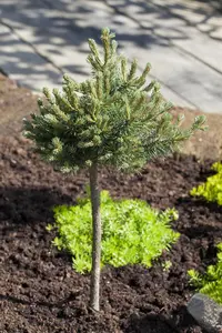 Pinus mugo 'Minimops' - 30-40 CM C15 - image 4