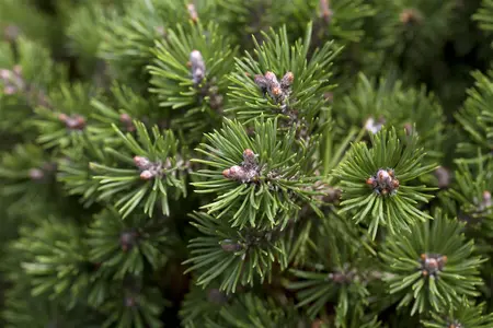 Pinus mugo 'Minimops' - 30-40 CM C15 - image 2