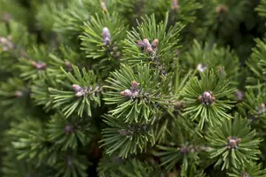 Pinus mugo 'Minimops' - 30-40 CM C15 - image 2