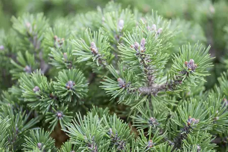 Pinus mugo 'Minimops' - 30-40 CM C15 - image 3