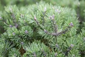 Pinus mugo 'Minimops' - 30-40 CM C15 - image 3