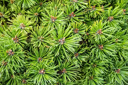 Pinus mugo 'Minimops' - 30-40 CM C15 - image 4