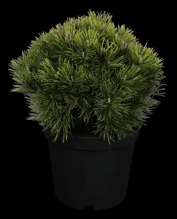 Pinus mugo 'Mops' - 25-30 CM RB - image 1