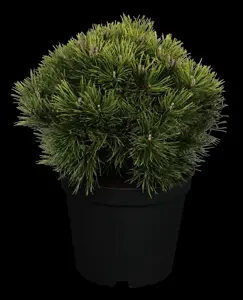 Pinus mugo 'Mops' - 40 CM STEM C10 - image 1