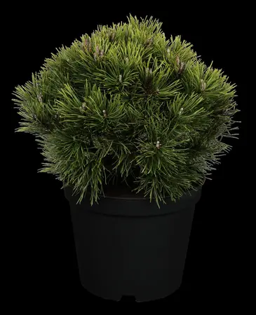 Pinus mugo 'Mops' - 40 CM STEM C5 - image 1