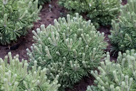 Pinus mugo 'Mops' - 40 CM STEM C10 - image 4