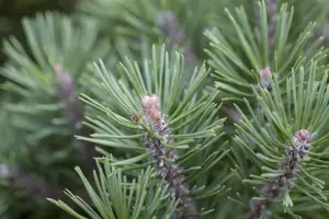 Pinus mugo 'Mops' - 40 CM STEM C10 - image 5