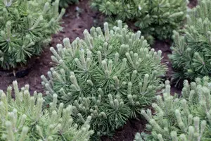 Pinus mugo 'Mops' - 70 CM STEM C15 - image 4