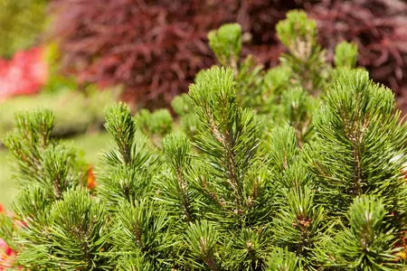 Pinus mugo 'Mops' - 20-25 CM C3 - image 3