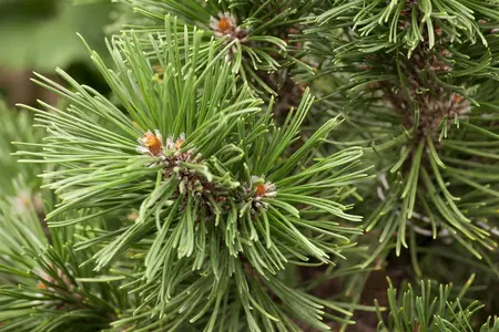 Pinus mugo 'Mops' - 30-40 CM C20 - image 5