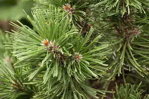 Pinus mugo 'Mops' - 60 CM STEM C20 - image 5