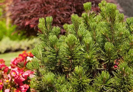 Pinus mugo 'Mops' - 70 CM STEM C15 - image 2