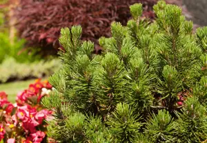 Pinus mugo 'Mops' - 70 CM STEM C15 - image 2