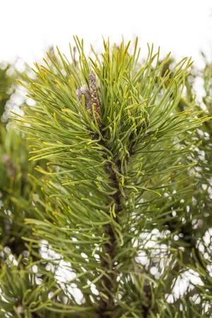 Pinus mugo mughus - LINERS 28 CEL TRAY P9 SIZE - image 3
