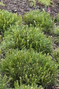 Pinus mugo mughus - LINERS 28 CEL TRAY P9 SIZE - image 5