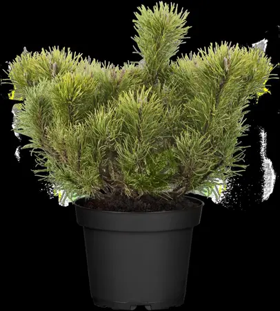 Pinus mugo mughus - 60-70 CM C10 - image 5