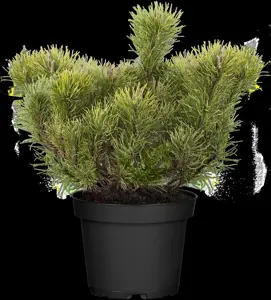 Pinus mugo mughus - 60-70 CM C10 - image 5