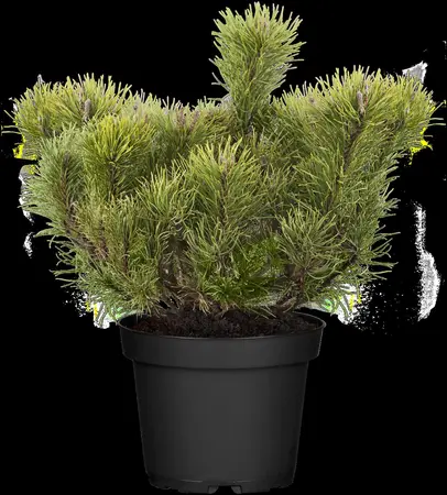 Pinus mugo mughus - 10 Ltr pot - image 5