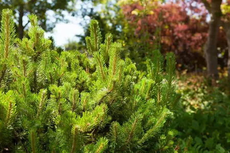 Pinus mugo mughus - P9 - image 2