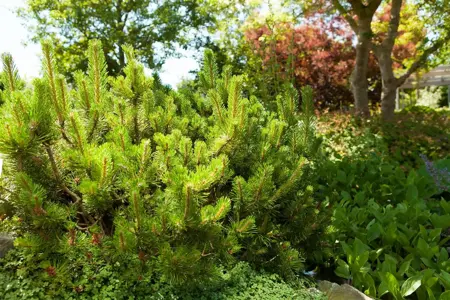 Pinus mugo mughus - 60-70 CM C10 - image 3