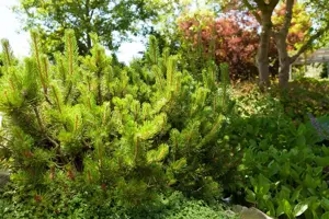 Pinus mugo mughus - 60-70 CM C10 - image 3